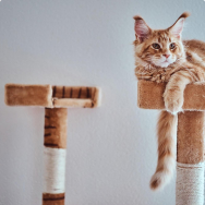 Beds, houses and scratching posts for cats